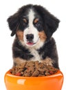 Cute Bernese Mountain dog and feeding bowl on background