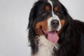 Cute bernese mountain dog puppy close up. Berner sennenhund or bernese cattle dog.