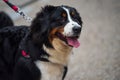 cute bernese mountain dog walking with owner