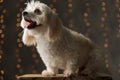 Cute bichon dog sticking out tongue, sitting on wood Royalty Free Stock Photo