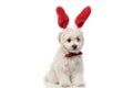 Cute bichon dog wearing red buny ears