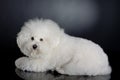 Cute bichon frise Royalty Free Stock Photo