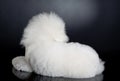 Cute bichon frise - back view Royalty Free Stock Photo