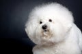 Cute bichon frise head