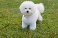 Cute bichon frise is looking at the camera. Pet animals.