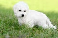 Cute Bichon Frise puppy posing on a green meadow outdoors against a blurred background. Portrait shot Royalty Free Stock Photo