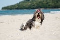 Cute Bichon Havanese dog on the beach yawning