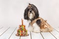 Cute Bichon Havanese dog dressed up and birthday cake made of dog treats