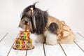 Cute Bichon Havanese dog eating birthday cake made of dog treats