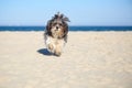 Cute Bichon Havanese dog with hair bow running on the beach on a bright sunny day Royalty Free Stock Photo