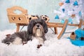 Cute Bichon Havanese dog infront of a wooden sled, artificial snow, white Christmas tree with wood and turquoise ornaments, pine c Royalty Free Stock Photo