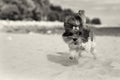Cute Bichon Havanese dog running happilly on the beach. Sepia toned image, shallow depth of field, focus on the eye
