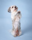 Cute Bichon Havanese dog standing on two legs