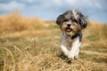 Cute Bichon Havanese dog with a summer haircut running happily against mowed wheat field. Selective focus on the eyes and shallow