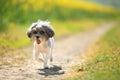 Cute Bichon Havanese dog with summer haircut running on a path between blurred rape flowers in blossom, on a sunny day Royalty Free Stock Photo