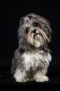 Cute Bichon Havanese dog tilting head on black background