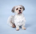 Cute Bichon Havanese dog with tongue out