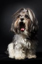 Cute Bichon Havanese dog yawning on black background