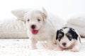 Cute bichon havanese puppies