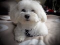 Cute bichon maltese Royalty Free Stock Photo