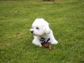 Cute bichon maltese with mope tie