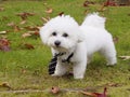 Cute bichon maltese with mope tie Royalty Free Stock Photo