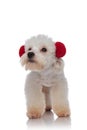 Cute bichon wearing red fluffy earmuffs looks to side