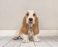 Cute bicolor basset hound puppy sititng looking at the camera in Royalty Free Stock Photo