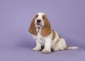 Cute bicolor basset hound puppy sitting on a lavender purple background seen from the front looking up Royalty Free Stock Photo