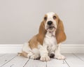 Cute bicolor basset hound puppy sitting and looking up in a gray Royalty Free Stock Photo