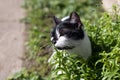 Cute bicolor black and white cat smelling grass while playing outside Royalty Free Stock Photo