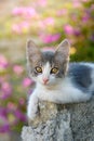 Cute white and grey kitten looking curiously Royalty Free Stock Photo