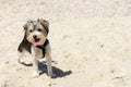 Cute Biewer Yorkshire Terrier puppy on beach Royalty Free Stock Photo