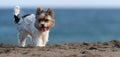 Cute Biewer Yorkshire Terrier puppy on the beach Royalty Free Stock Photo