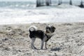 Cute Biewer Yorkshire Terrier puppy on sea beach. Royalty Free Stock Photo