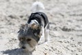 Cute Biewer Yorkshire Terrier puppy on sea beach. Royalty Free Stock Photo