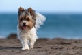 Cute Biewer Yorkshire Terrier puppy on the beach Royalty Free Stock Photo