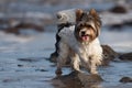 Cute Biewer Yorkshire Terrier puppy on the beach Royalty Free Stock Photo