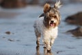 Cute Biewer Yorkshire Terrier puppy on the beach Royalty Free Stock Photo