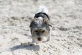 Cute Biewer Yorkshire Terrier puppy on sea beach. Royalty Free Stock Photo