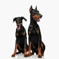 cute big dobermann dog looking to side and protecting his brother Royalty Free Stock Photo