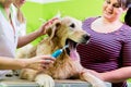 Big dog getting dental care by woman at dog parlor