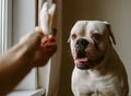 Hand giving treat to dog Royalty Free Stock Photo