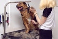 Cute big dog sits on the table and Grooming master cuts and shaves, cares for a dog. Grooming animals, drying and styling dogs,