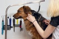 Cute big dog sits on the table and Grooming master cuts and shaves, cares for a dog. Grooming, drying and styling dogs, combing