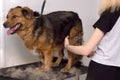 Cute big dog on the table and Grooming master cuts and shaves, cares for a dog. Grooming , drying and styling dogs, combing wool