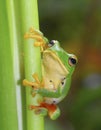 Cute big-eyed green tree frog Royalty Free Stock Photo