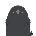 Cute big fat crow