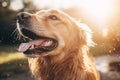 Cute big happy smiling wet muzzle Golden Retriever dog enjoying looking up walk rain outside. Funny pet portrait