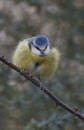 Blue tit on branch Royalty Free Stock Photo